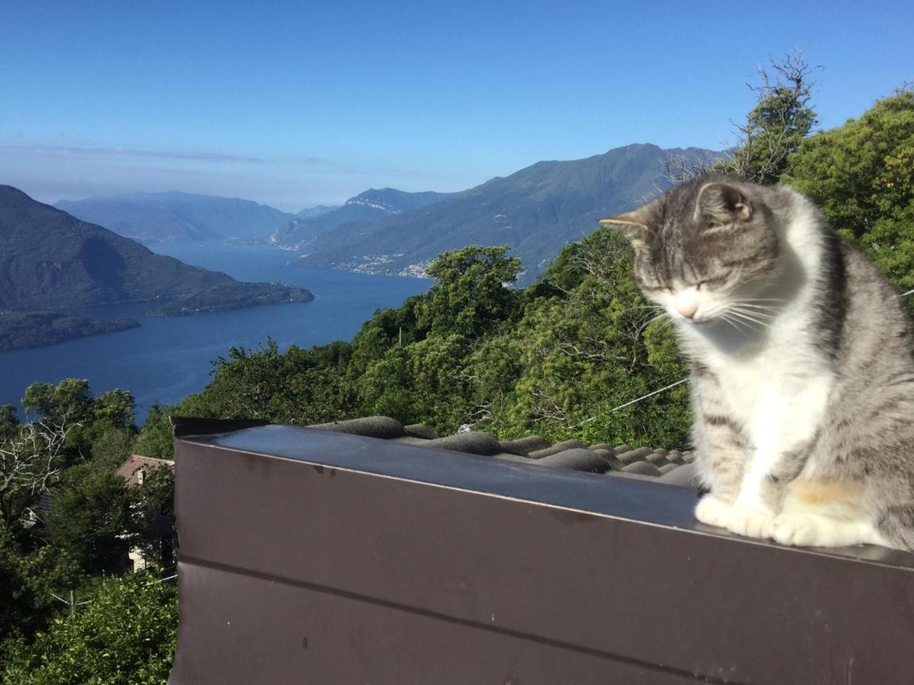 Rifugio Dalco Διαμέρισμα Sorico Εξωτερικό φωτογραφία